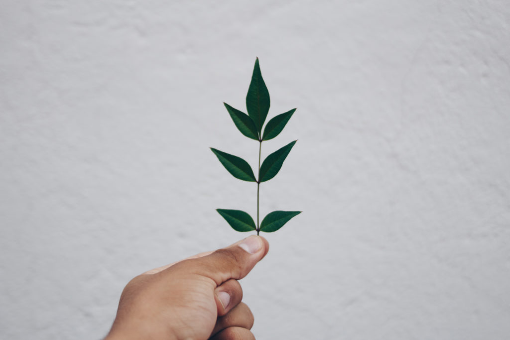 Hand holding leaf photo